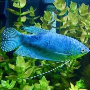 金万龙鱼 蓝万龙 热带观赏鱼活体包活10元 蓝曼龙 万龙鱼 金曼龙