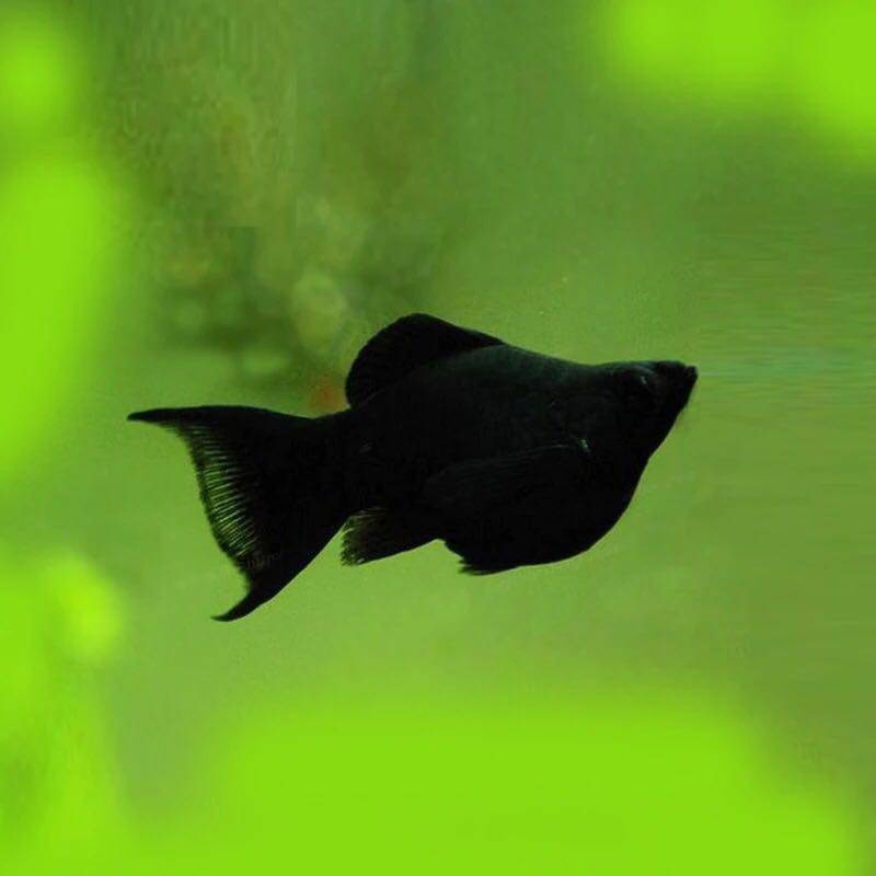 皮球淡水小型热带鱼活体胎生鱼黑金黄鱼苗包活鱼