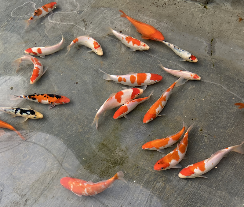 草金锦鲤冷水鱼观赏鱼活体大正红白耐活淡水风水鱼