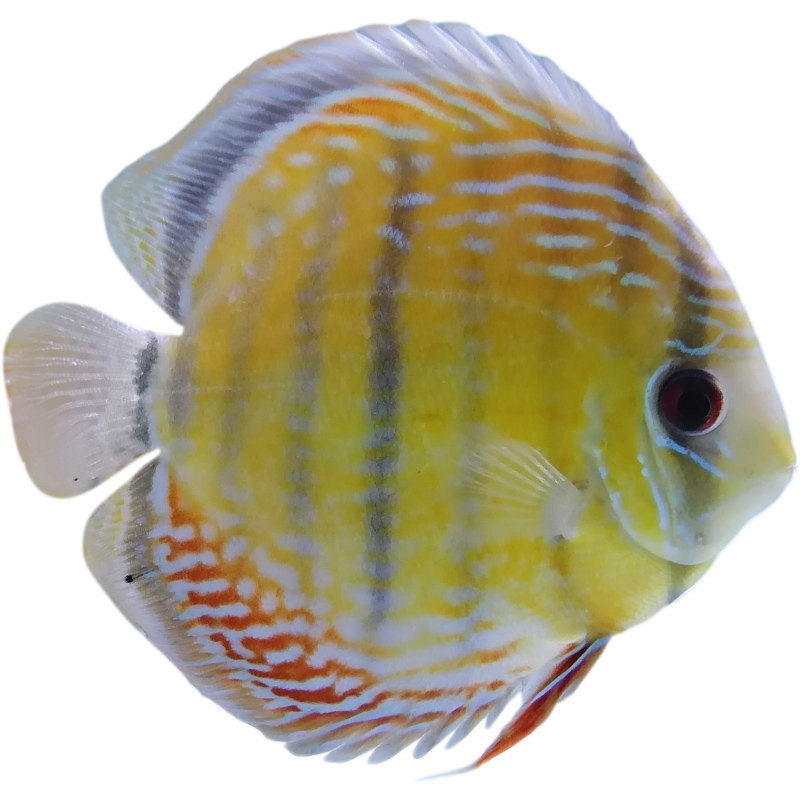 野彩黑格尔红点绿全皇室cr酷睿红彩野血生七彩神鱼