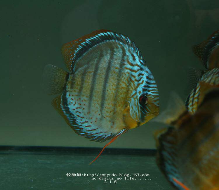 野彩黑格尔红点绿全皇室cr酷睿红彩野血生七彩神鱼