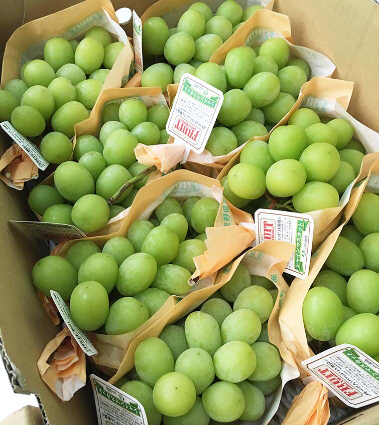 日本香印青提进口水果玫瑰香葡萄新鲜无籽青提子600g翠玉晴王葡萄