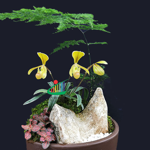 兜兰绿缘兰花原生海伦巧花paph.helenae迷你型植株花卉