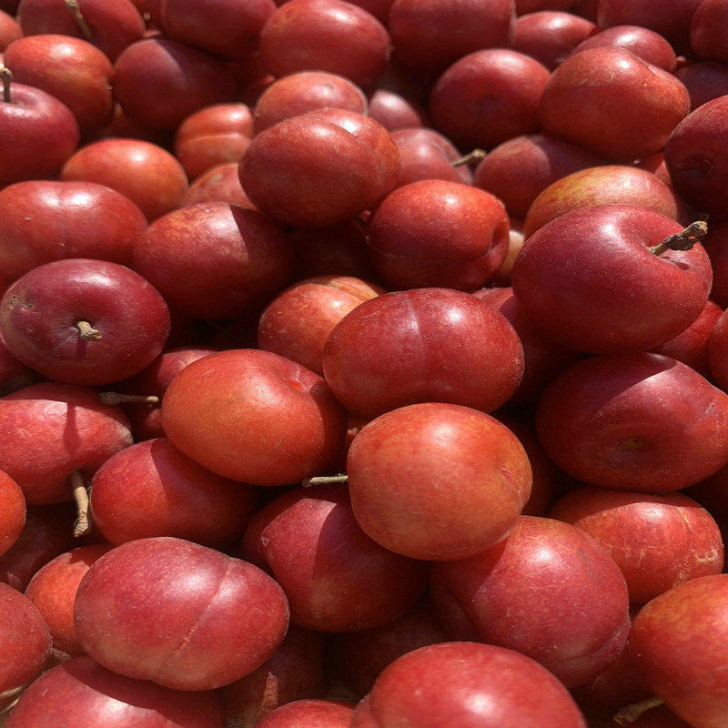 地直欧李钙果辽宁产地发欧粒儿山梅子鲜果基地李子