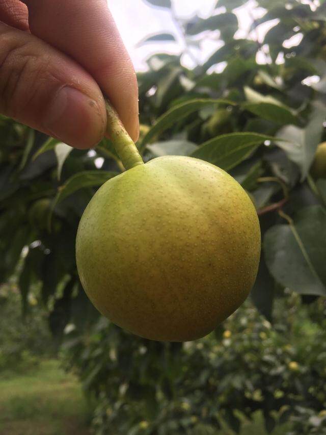 香水梨小梨子比南果梨好吃东北特产5斤装包梨