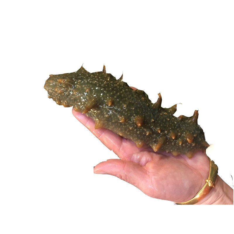 海参鲜活活海参刺参辽参活体83克左右/只深海海鲜水产