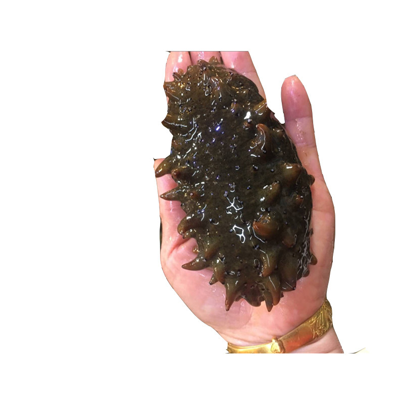 海参鲜活活海参刺参辽参活体83克左右/只深海海鲜水产