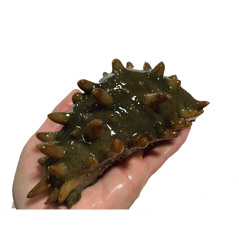 海参鲜活活海参刺参辽参活体深海海捕青岛海鲜水产2-6只500g包邮