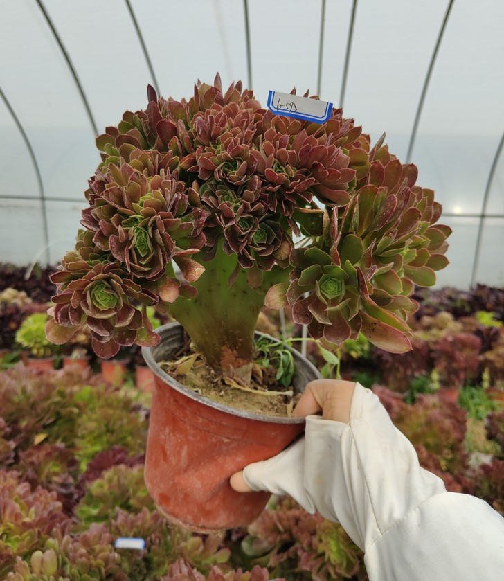 缀化小轩轩家韶羞法师玫瑰绿植植物办公桌趣味多肉植物