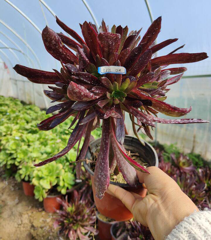 小轩轩家霞飞老桩法师办公桌多肉植物阳台绿植多肉植物