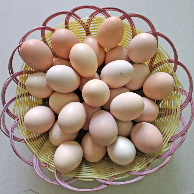 鸡蛋土鸡农家真正农村家养自养草鸡粮食30枚鸡蛋