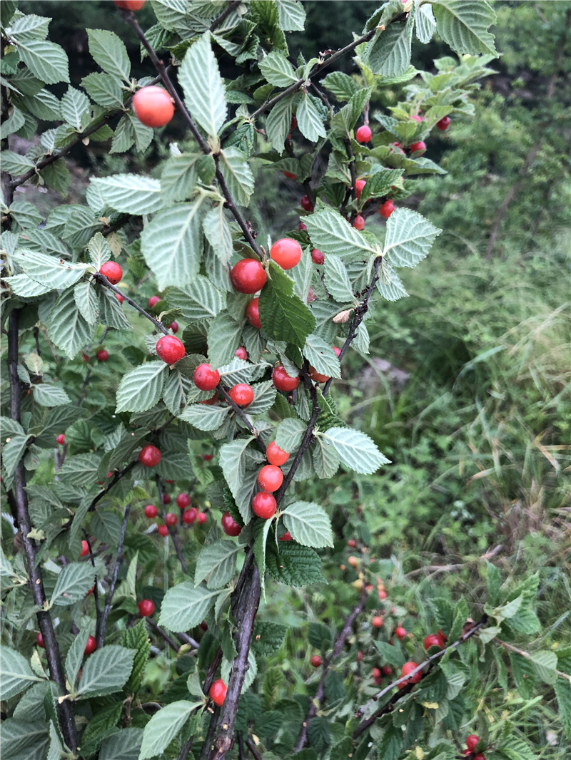 车厘子盆景树桩美国进口进口车樱桃绿植