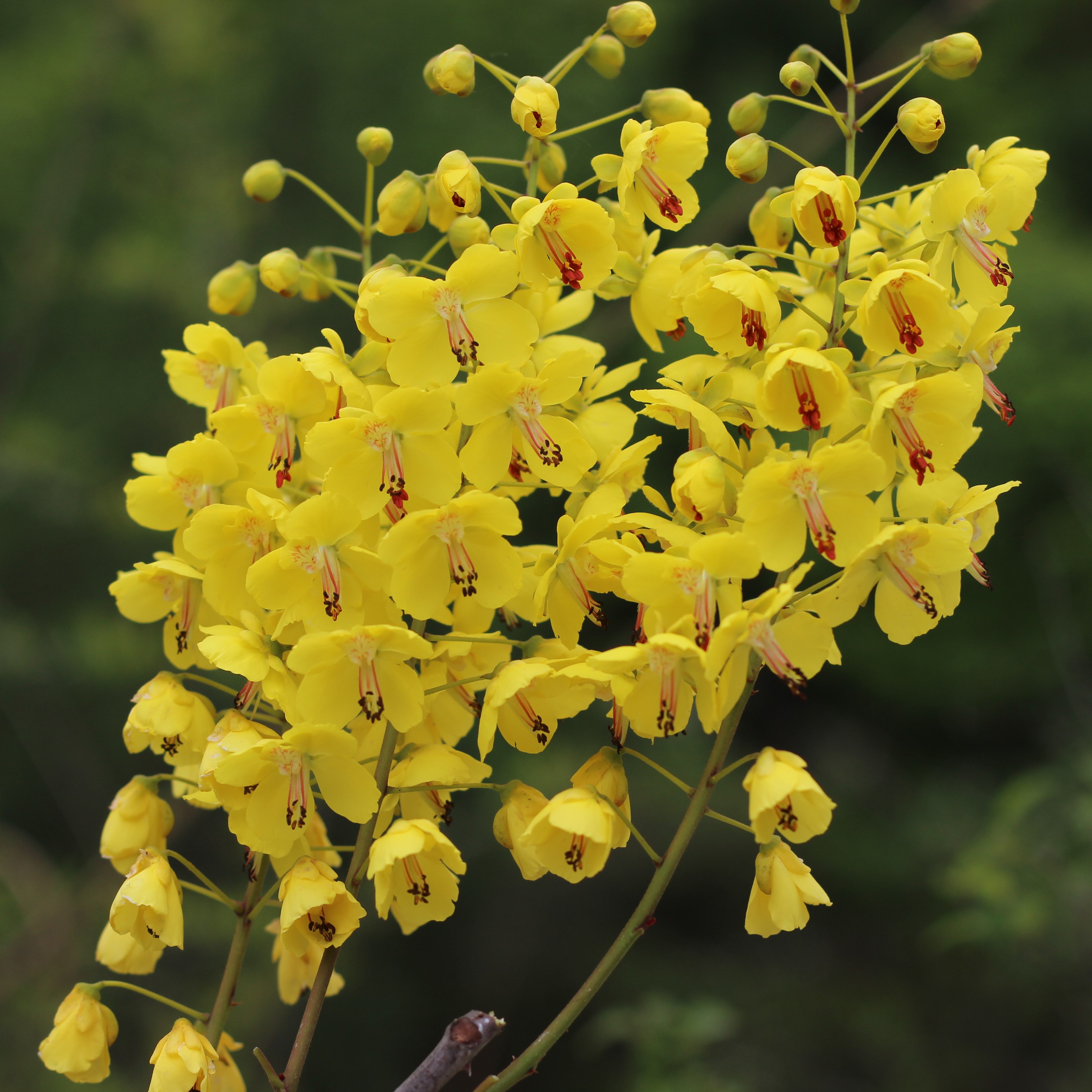 树苗米虫倒钩钩刺苗云实苗盆栽盆景绿植