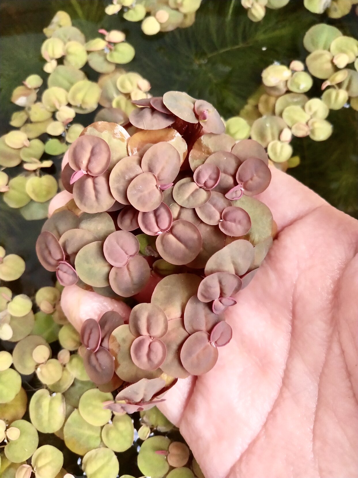 浮萍新款红毛丹浮性水红色绿色好养耐活办公桌水草