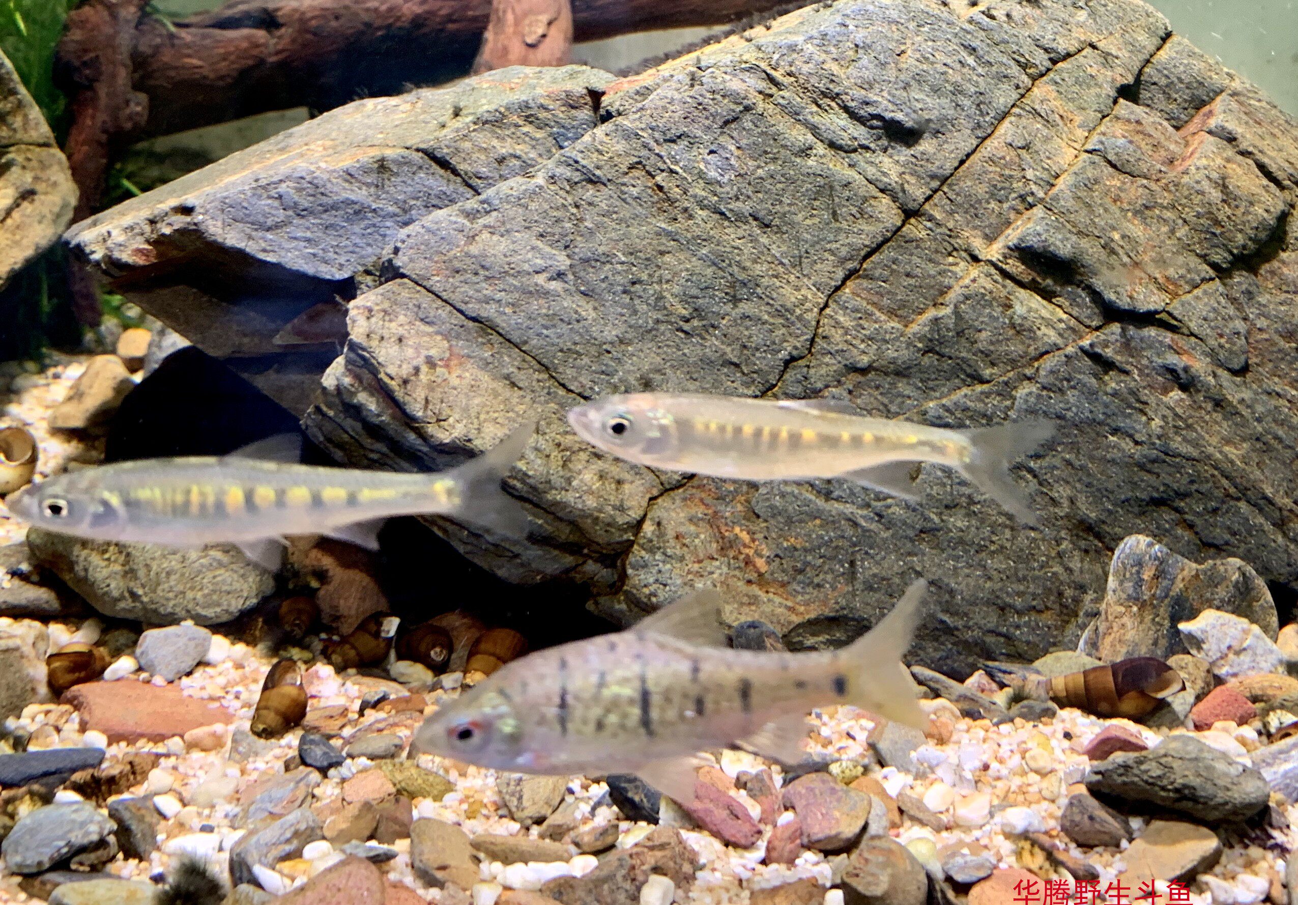 长鳍鱲异鱲群游鱼原生态淡水鱼马口好养耐养不加温溪流冷水观赏鱼