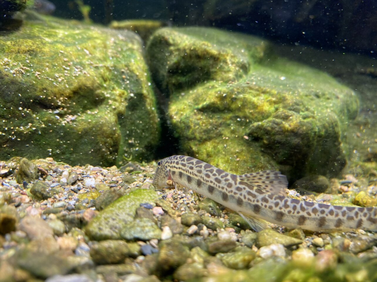 原生态美丽小条鳅沙鳅花观赏小型底层清洗沙石鱼