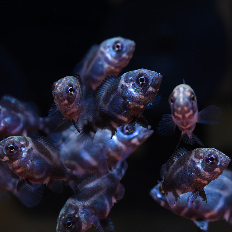 鱼苗地图巴西进口猪仔淡水鱼观赏鱼热带鱼宠物水族鱼