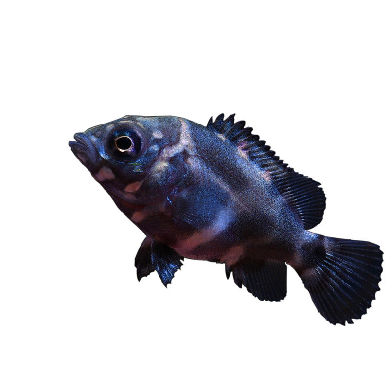 鱼苗地图巴西进口猪仔淡水鱼观赏鱼热带鱼宠物水族鱼