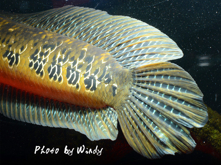 黑魔神雷龙鱼现货包邮各流域合集大型鱼淡水鱼观赏鱼凶猛鱼热带鱼