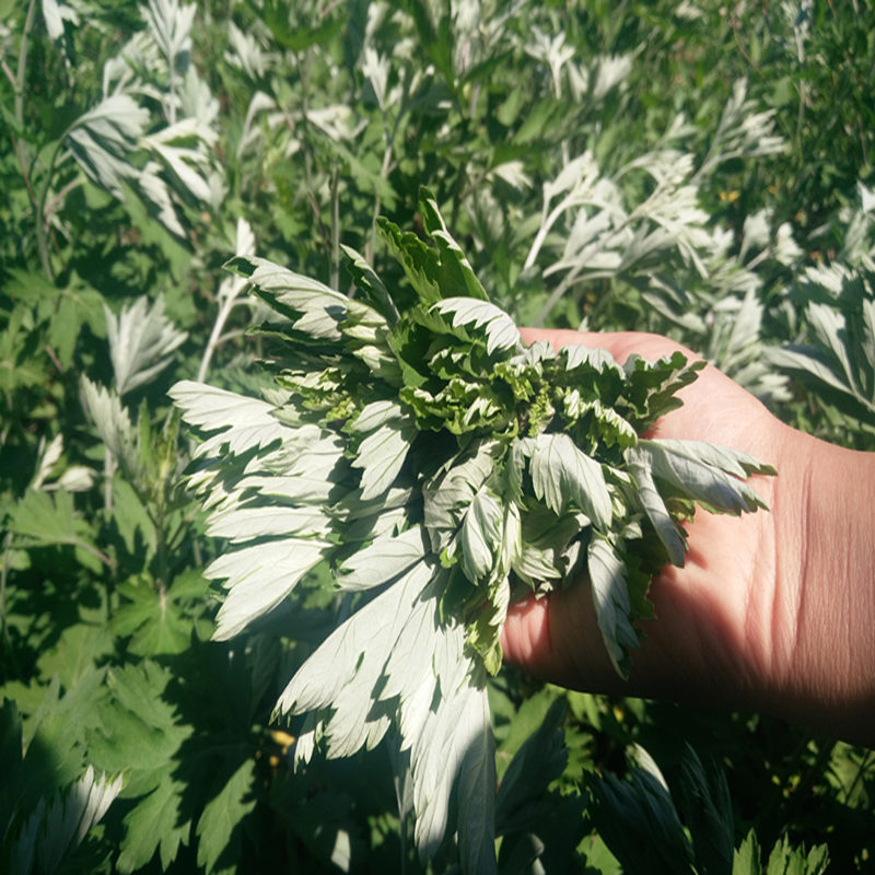 艾叶艾草野生艾叶 陈艾草艾叶草 干艾草泡脚包泡澡艾条艾绒艾柱