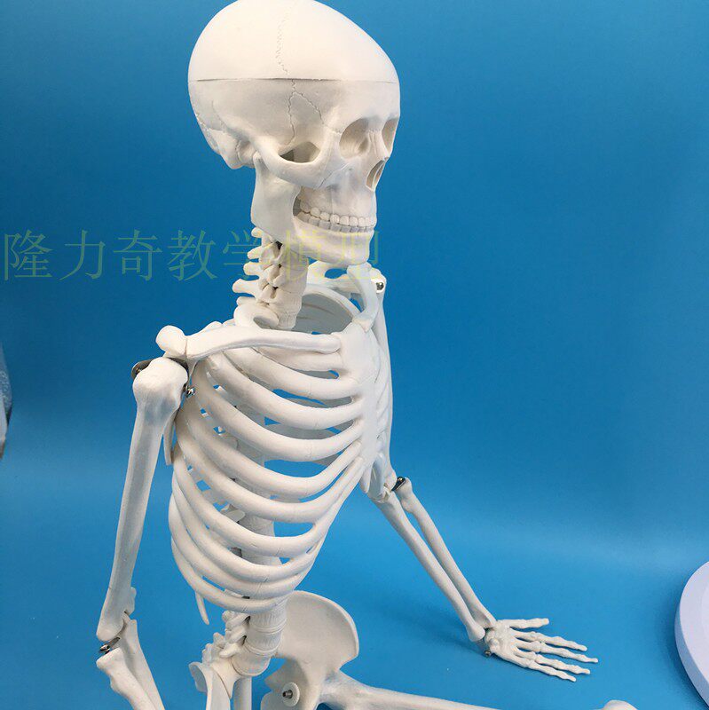 人体脊柱模型脊椎模型骨骼骷髅 42cm人体骨骼骨架模型医用医学教学