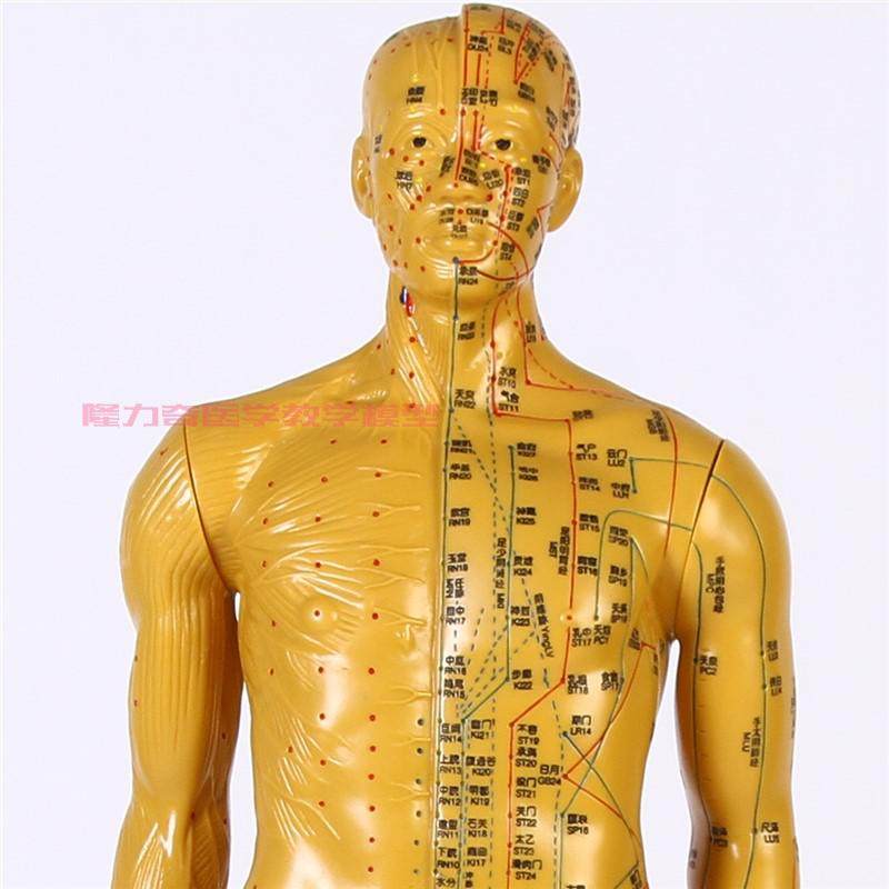 超清刻字针灸人体穴位模型经络中医教学美容其他模型玩具