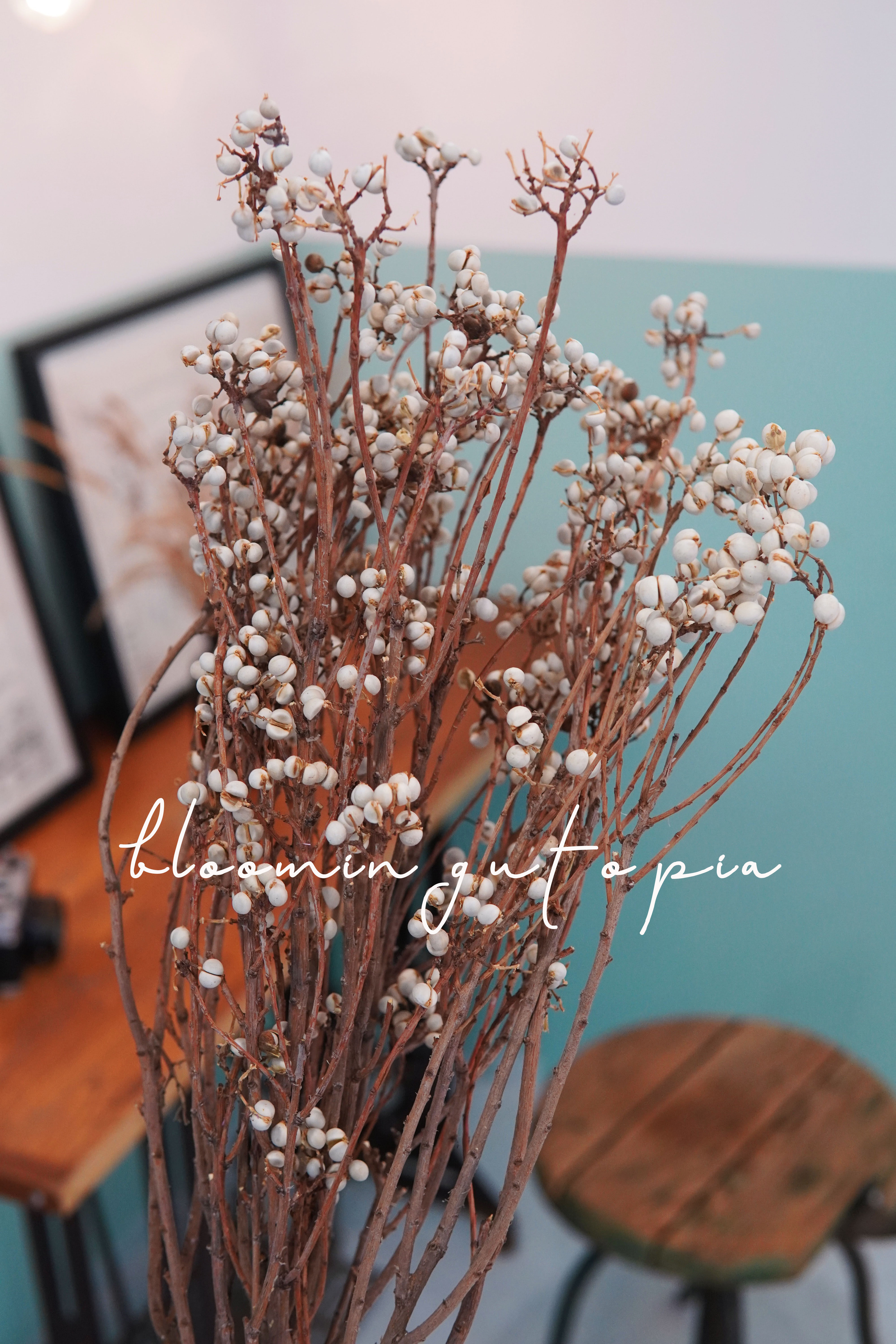 小白白果薏仁米乌桕干花天然小树枝永生花diy配花干花