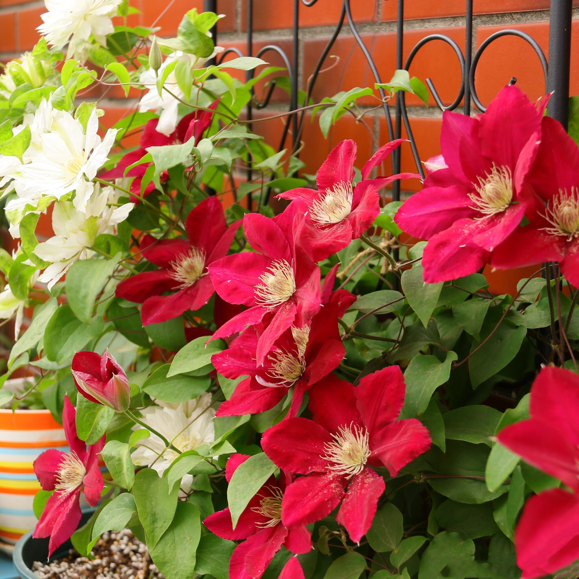铁线莲瑞贝卡盆栽爬藤庭院花园阳台攀援植物时令草本花卉