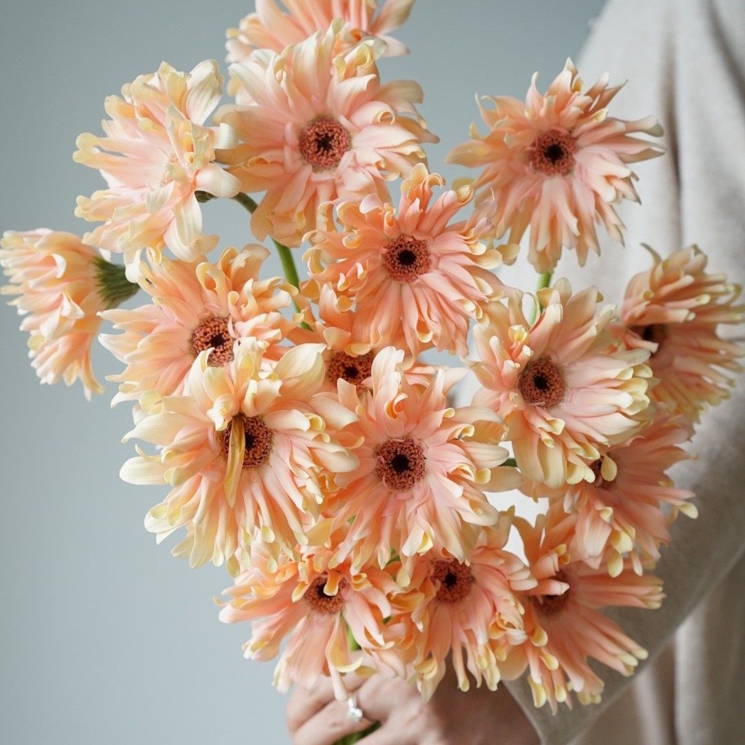 卷边非洲非洲菊菊花弗朗鲜切亚丁布拉格丹麦爱丁堡时令草本花卉