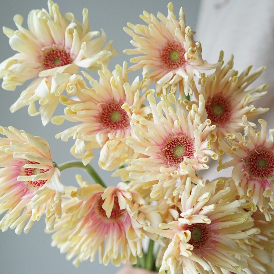 卷边非洲非洲菊菊花弗朗鲜切亚丁布拉格丹麦爱丁堡时令草本花卉