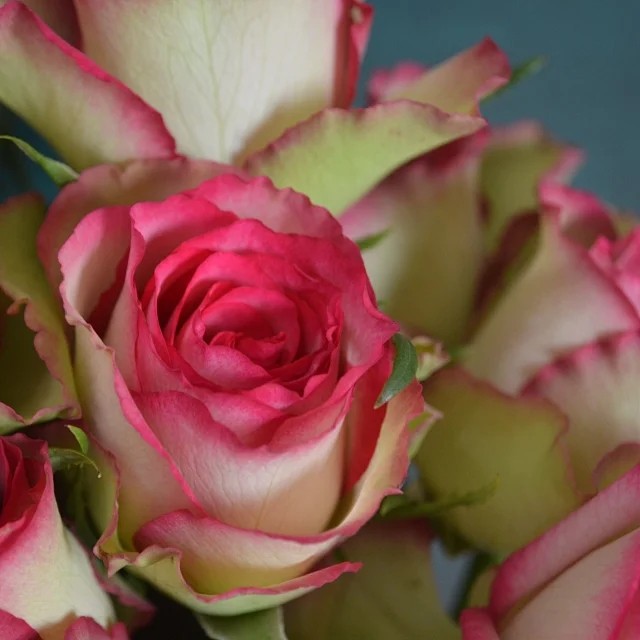 乡村小屋雅舍音乐女神城市花园楼兰玫瑰新鲜时令草本花卉