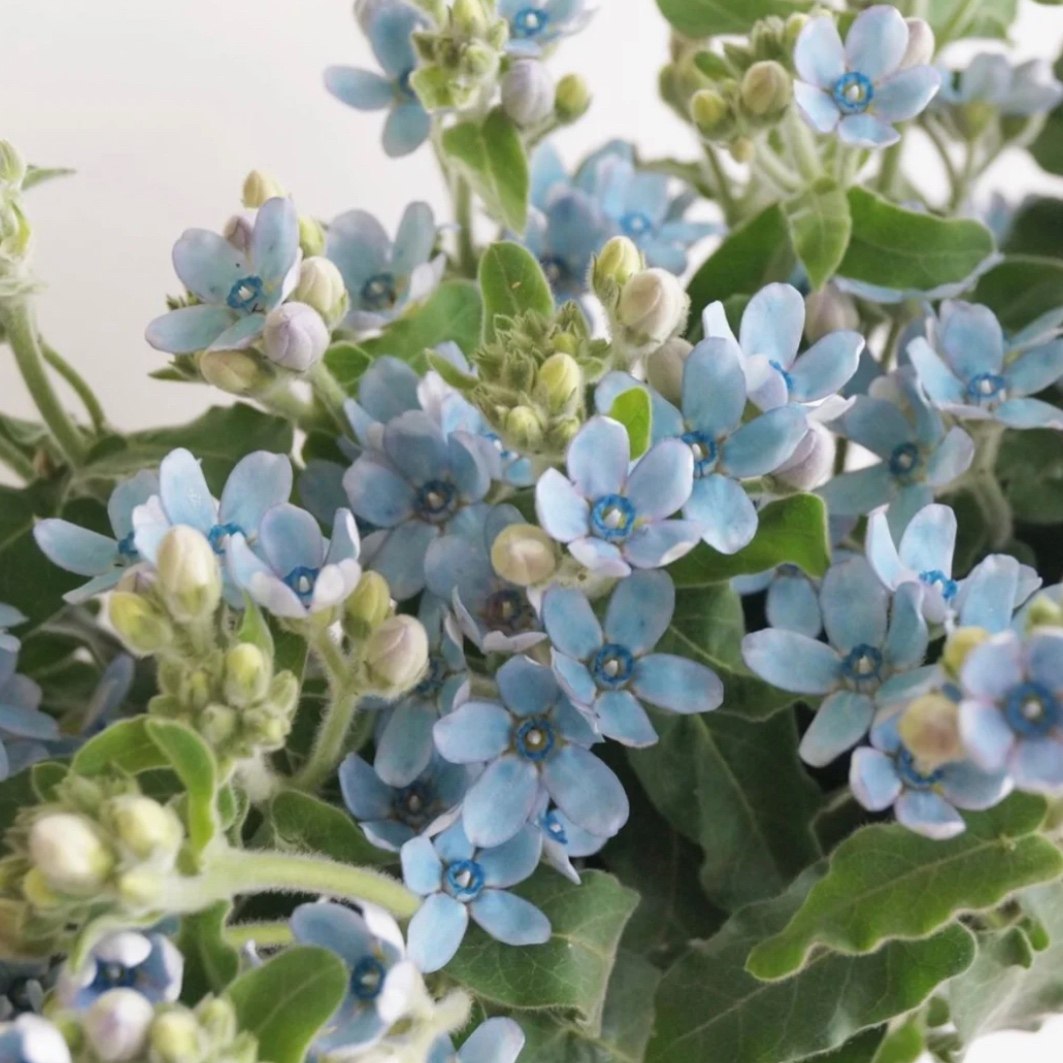 法国勿忘我白色蓝星花国产圆瓣新鲜切花进口日本时令草本花卉