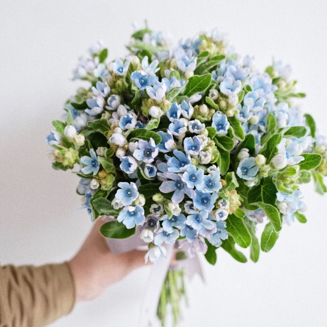 法国勿忘我白色蓝星花国产圆瓣新鲜切花进口日本时令草本花卉