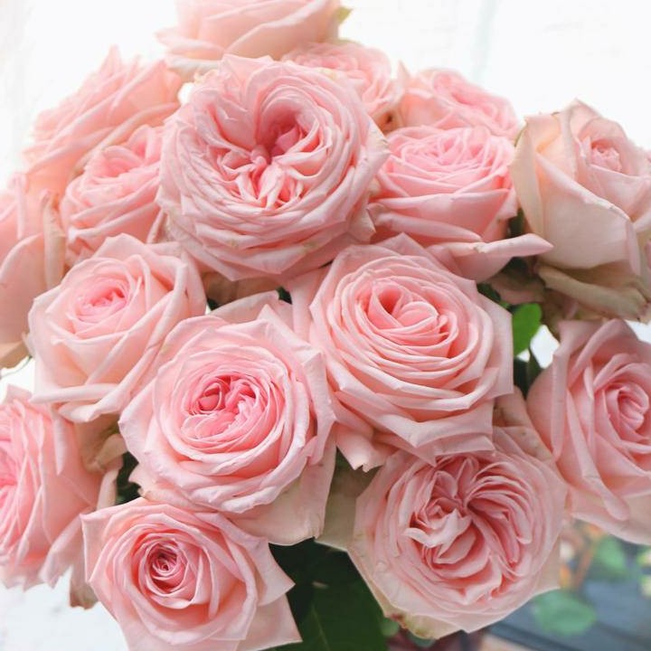 杏色蕾丝公主凯丽莉利玫瑰花新鲜花粉之妍白粉时令草本花卉