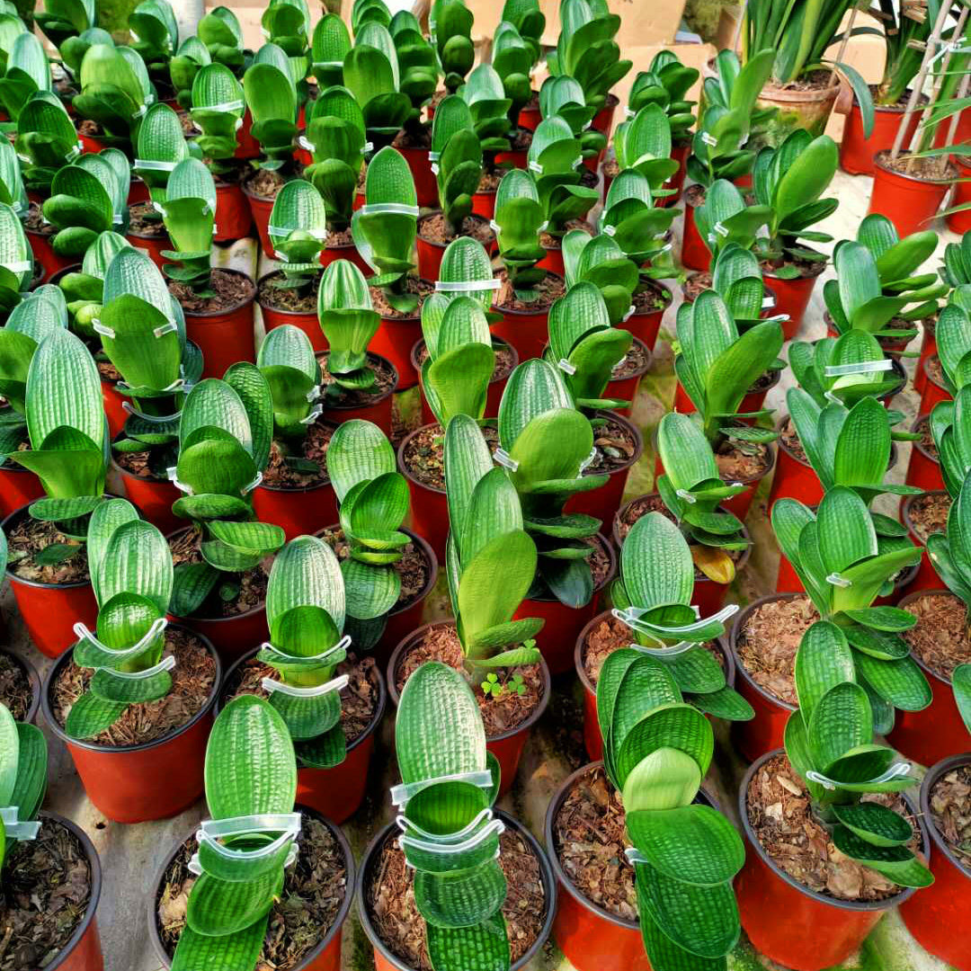 鞍山麻脸小苗君子兰圆头精品四季盆栽客厅绿植绿植