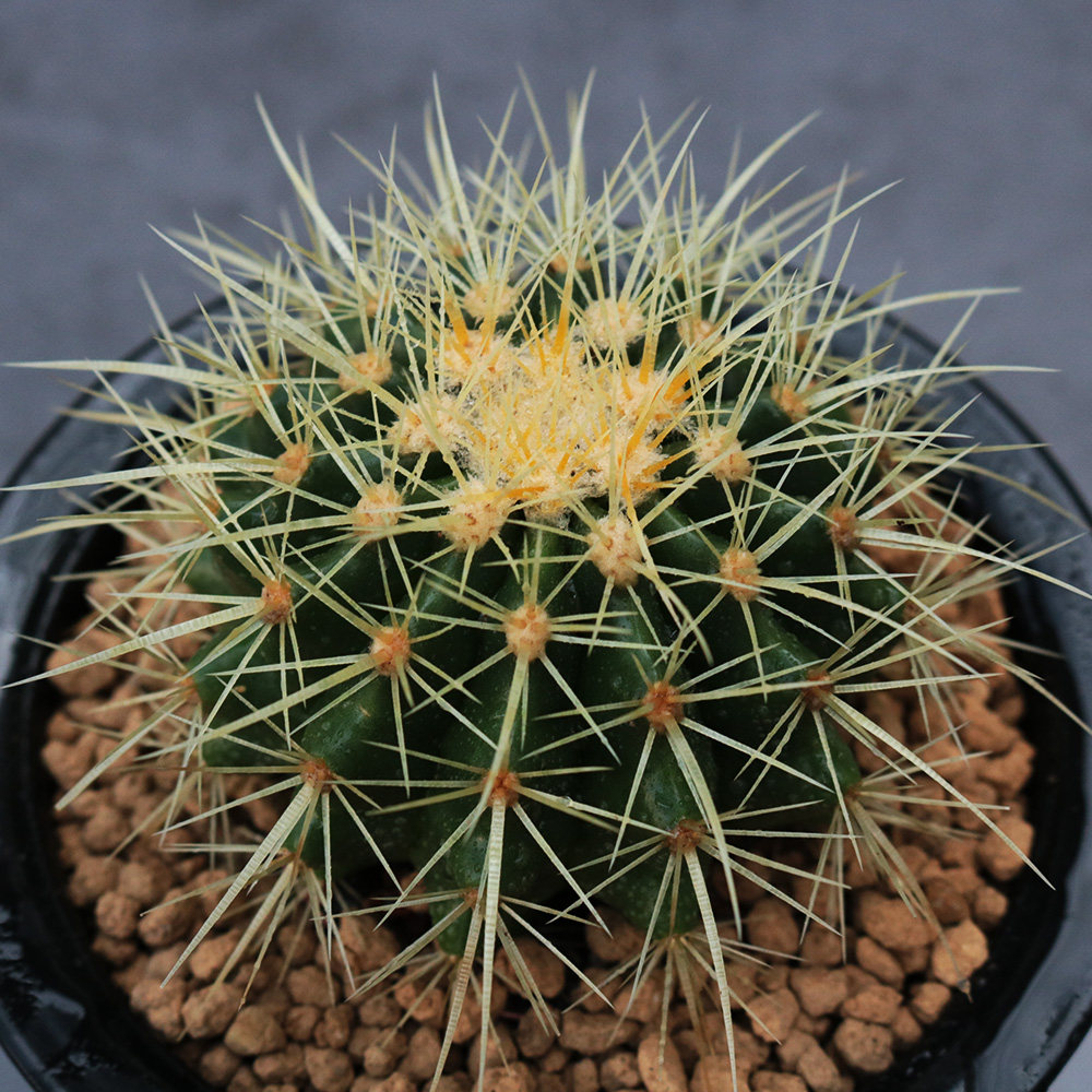 实生金虎仙人硬刺开花多肉植物办公室桌面防辐射多肉植物