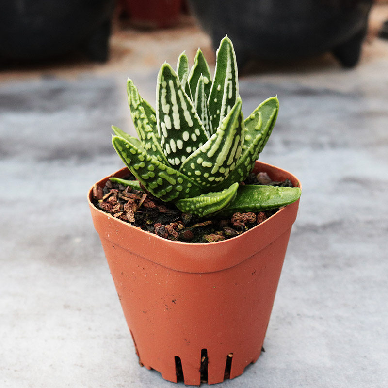 天使之泪 高端硬叶十二卷 稀有皇帝多肉植物室内桌面小盆栽防辐射