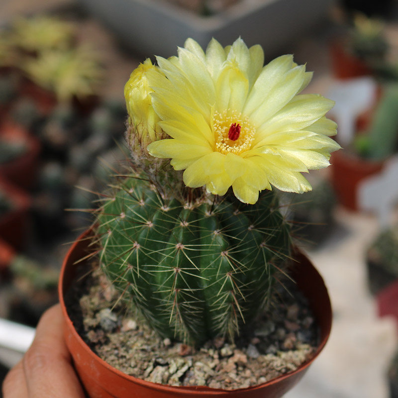 黄花王丸实仙人趣味开花花草新手组合配盆室内多肉植物