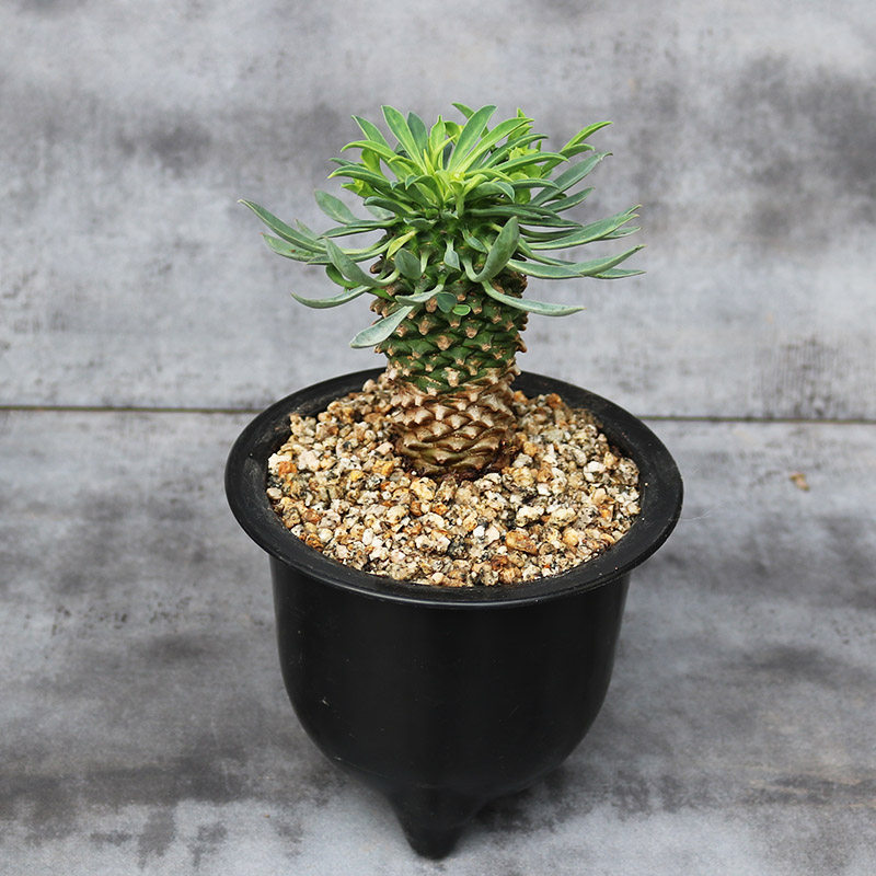 铁甲麒麟大戟科多肉植物稀有开花美观好养绿植多肉植物