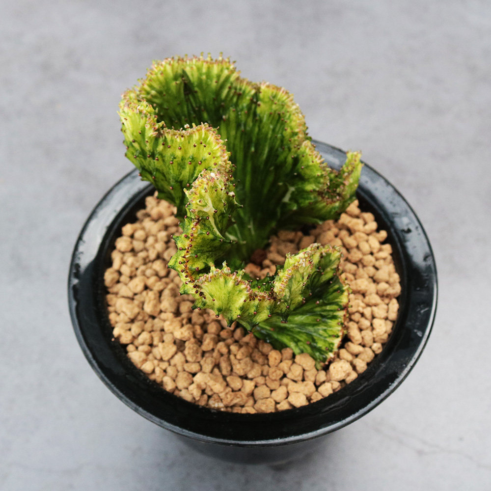 春峰锦仙人掌麒麟锦多植物稀有创意绿植花卉小盆多肉植物