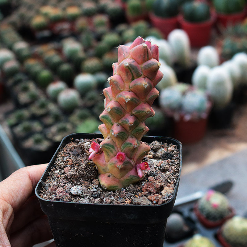 花田田舍将军阁锦多植物稀有冷门趣味仙人办公室多肉植物