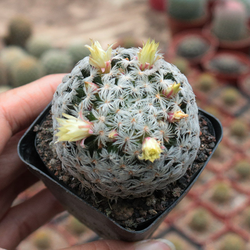 实生杜威丸仙人球突乳球属开花软毛不扎手仙人掌多肉植物新手组合