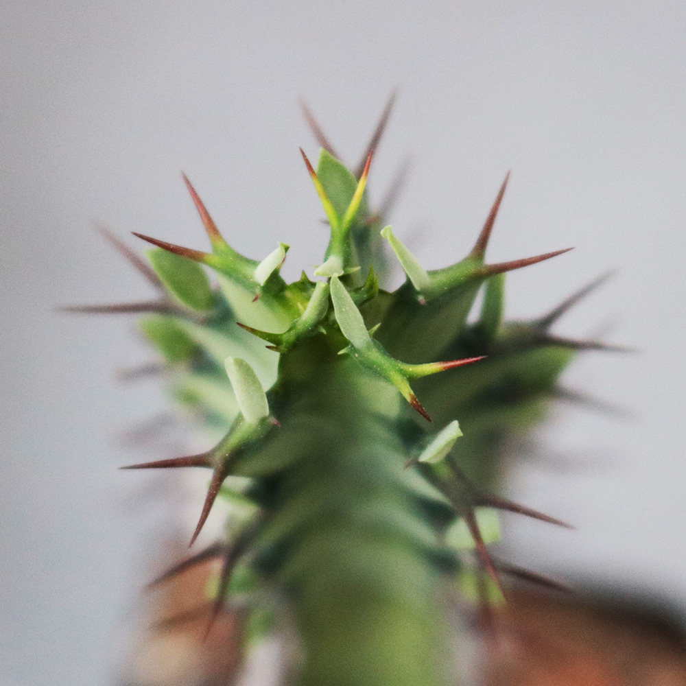 花田田舍龙角麒麟多肉种植大戟科趣味绿植花卉多肉植物