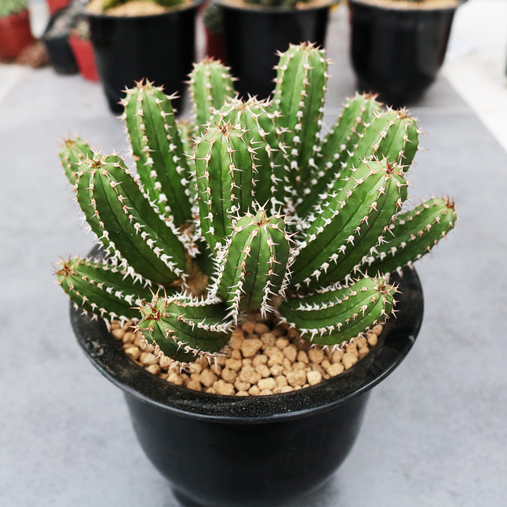 仙人花田田舍大将军多肉植物趣味开花创意防辐射多肉植物