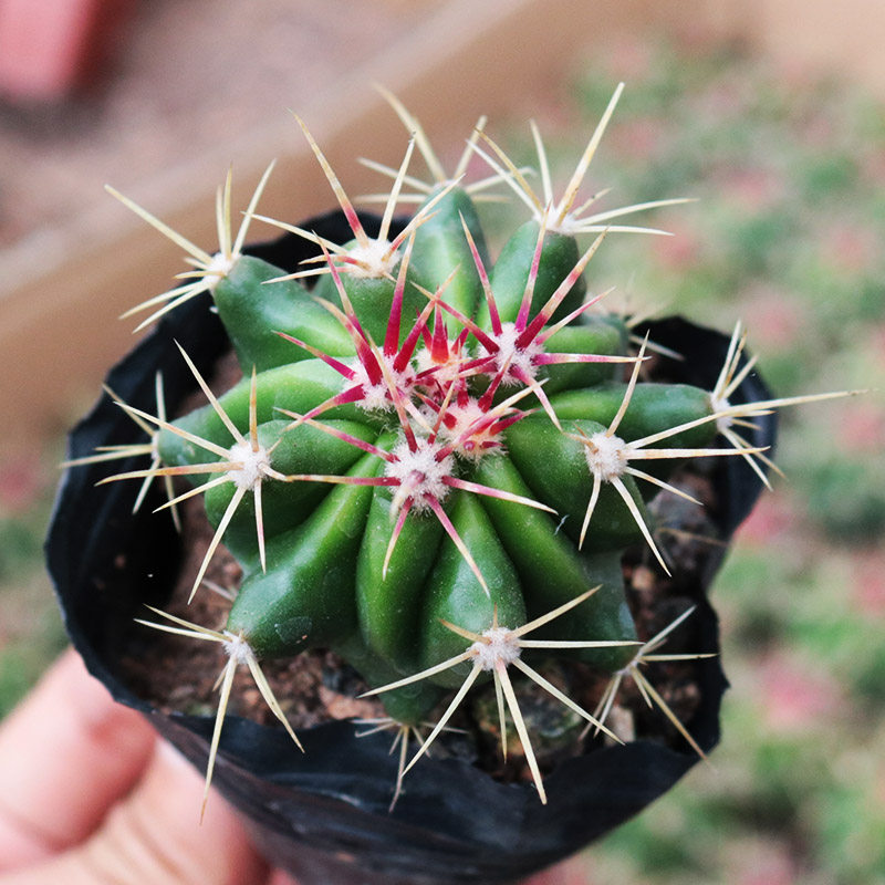 实生赤凤仙人球红刺狂仙人掌多肉植物多肉植物