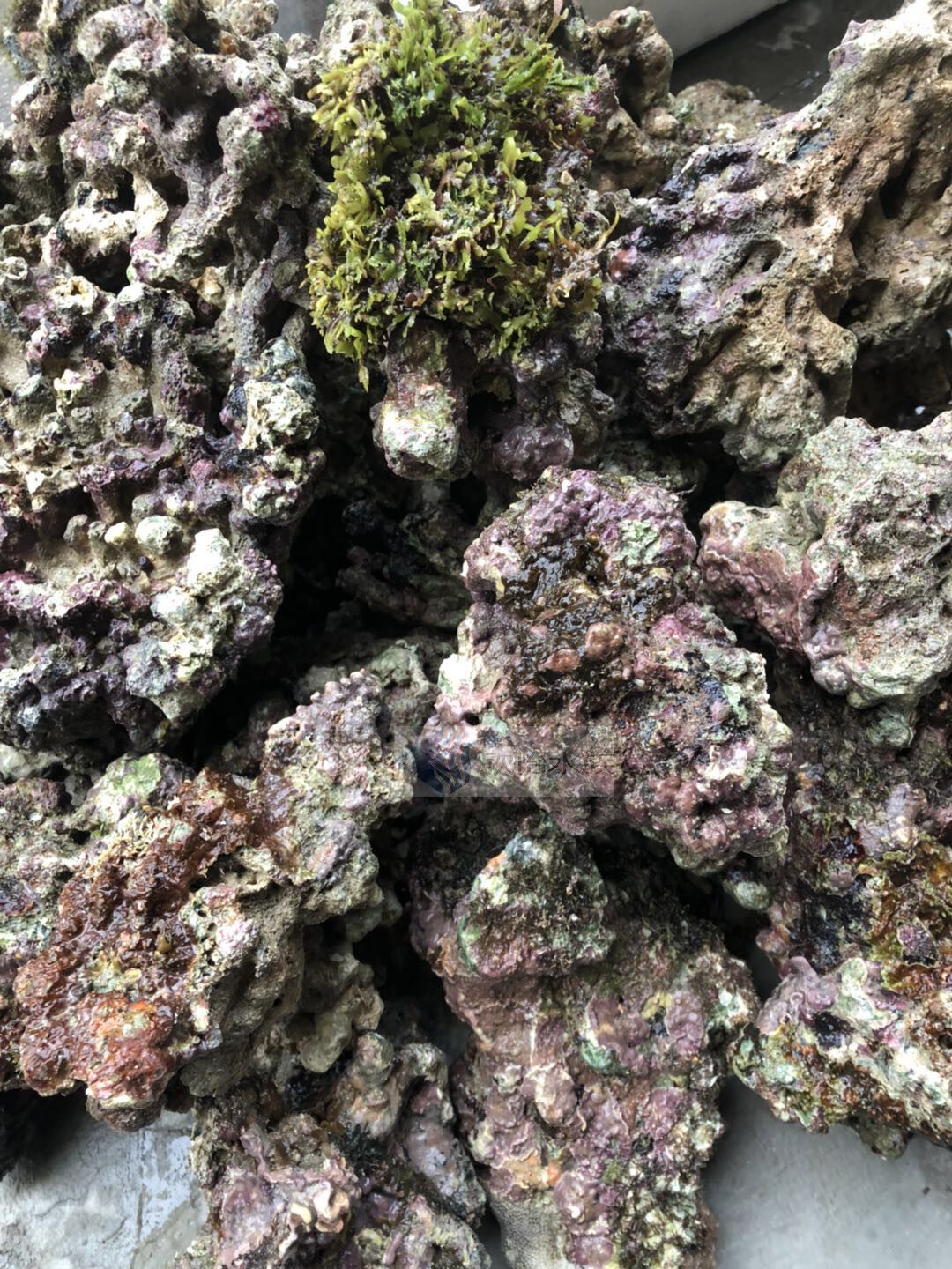 活石海水水缸深海高钙造景景石过滤枝状块状造景