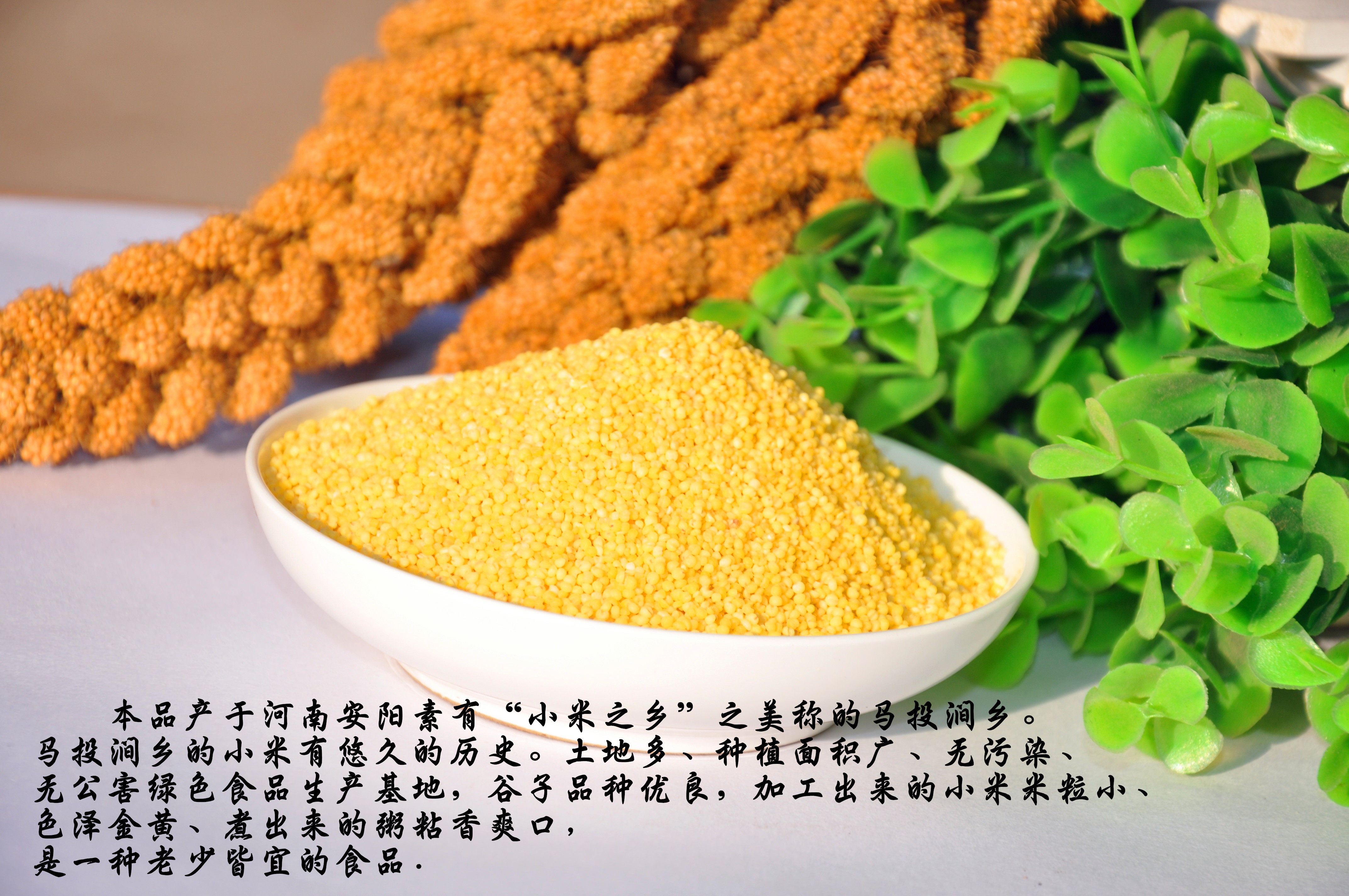 小米219年宝米月子红谷米新黄小米新米马投涧特产小米