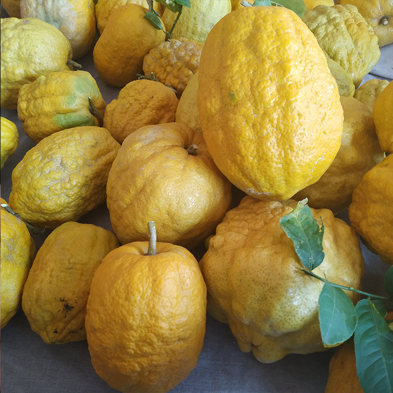 农家云南新鲜香橼果茶茶香缘佛手水果28斤中药材佛手果