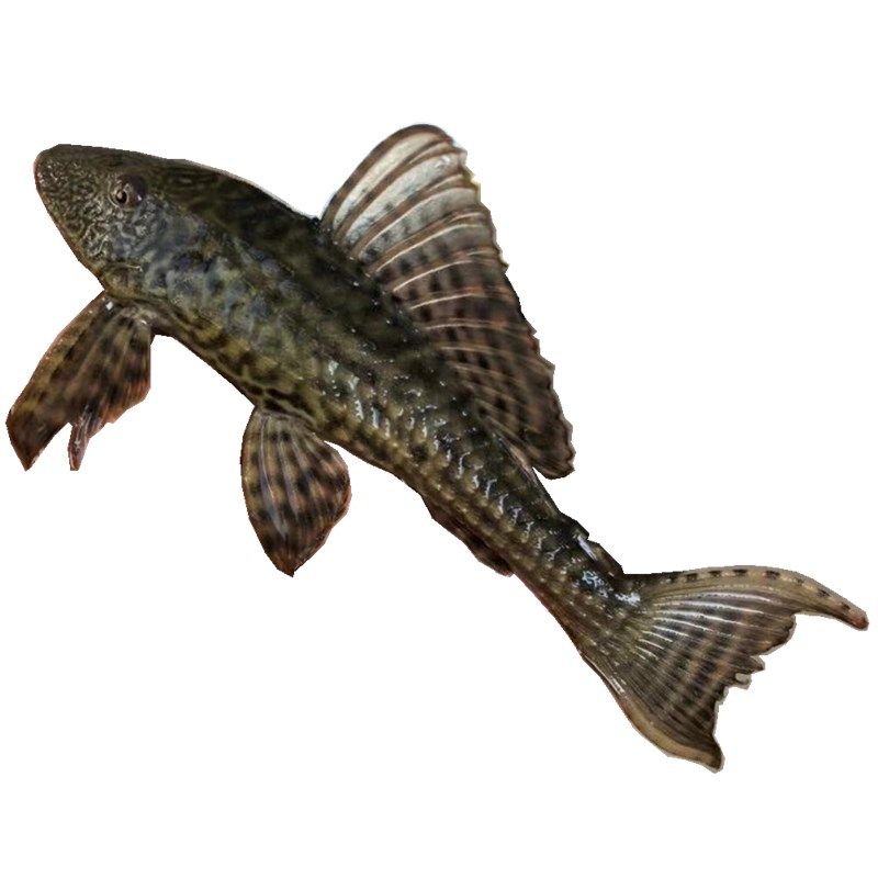 包邮热销清道夫鱼活体垃圾鱼清洁工观赏淡水鱼热带鱼免邮鱼缸伴侣