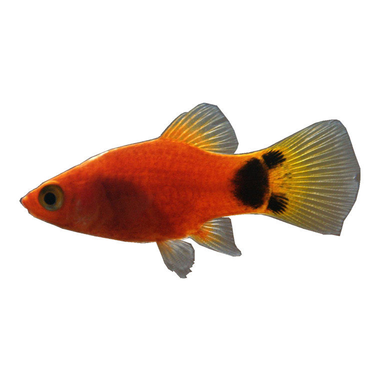 淡水鱼活体热带小型月光鱼米奇鱼包邮耐养好观赏鱼鱼